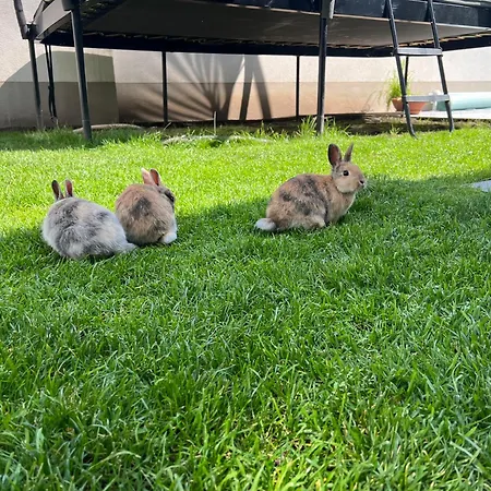 Citydreams Mit Altbauflair Premiumunterkunft In Bei Basel レラハ